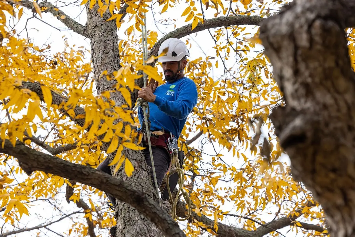 Skilled Tree Planting crew working in Mound City