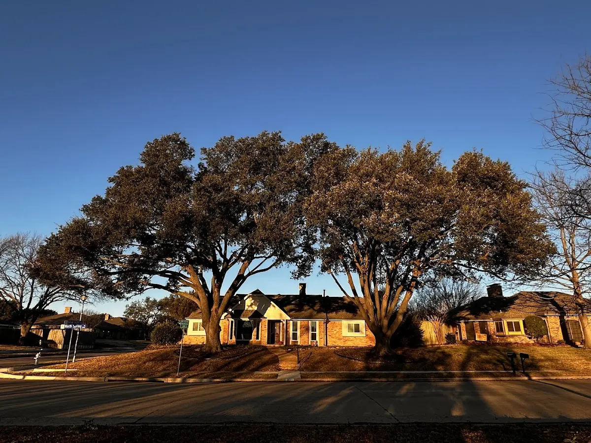 Established residential canopy tree shading a home in Mound City